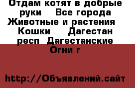 Отдам котят в добрые руки. - Все города Животные и растения » Кошки   . Дагестан респ.,Дагестанские Огни г.